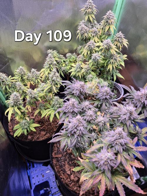 3 Strains: Royal Gorilla, Haze, CRB. Week 15