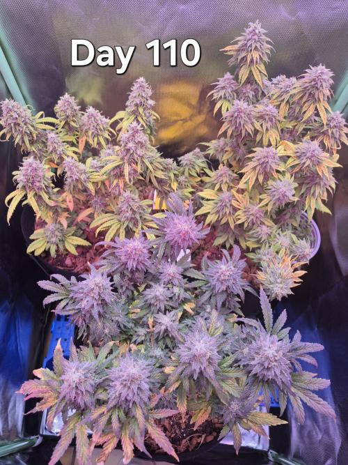 3 Strains: Royal Gorilla, Haze, CRB. Week 15
