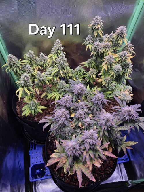 3 Strains: Royal Gorilla, Haze, CRB. Week 15