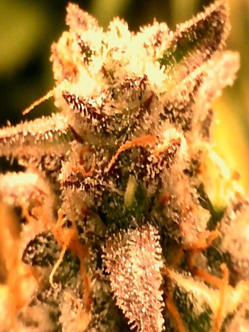 3 Strains: Royal Gorilla, Haze, CRB. Week 15