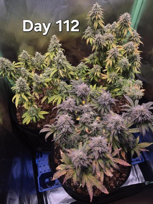 3 Strains: Royal Gorilla, Haze, CRB. Week 16