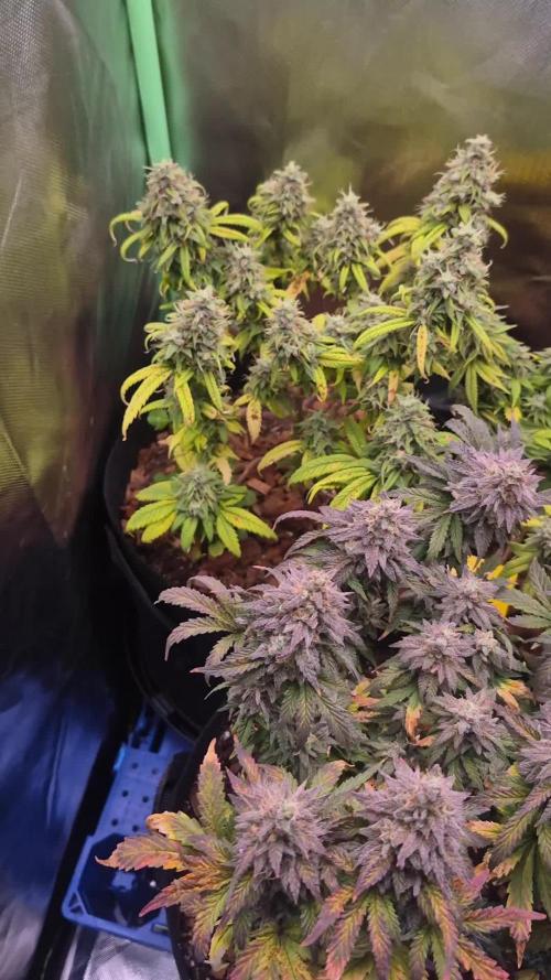 3 Strains: Royal Gorilla, Haze, CRB