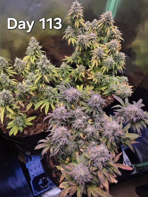 3 Strains: Royal Gorilla, Haze, CRB. Week 16