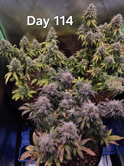 3 Strains: Royal Gorilla, Haze, CRB. Week 16