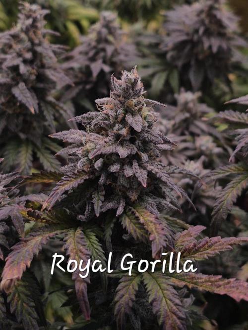 3 Strains: Royal Gorilla, Haze, CRB. Week 16