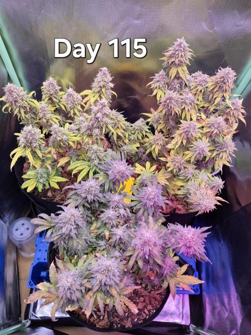 3 Strains: Royal Gorilla, Haze, CRB. Week 16