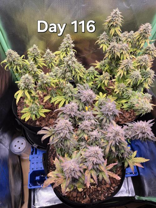 3 Strains: Royal Gorilla, Haze, CRB. Week 16