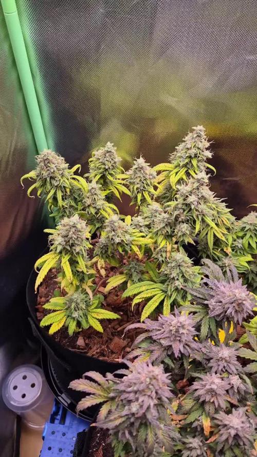 3 Strains: Royal Gorilla, Haze, CRB