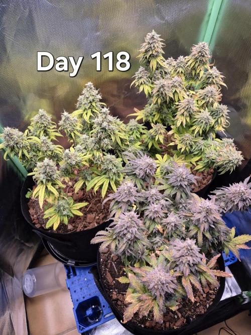 3 Strains: Royal Gorilla, Haze, CRB. Week 16