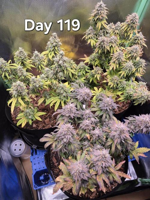 3 Strains: Royal Gorilla, Haze, CRB. Week 17