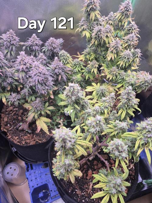3 Strains: Royal Gorilla, Haze, CRB. Week 17