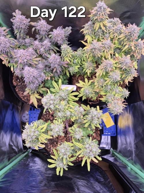3 Strains: Royal Gorilla, Haze, CRB. Week 17