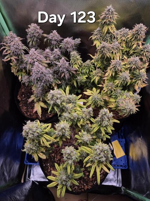 3 Strains: Royal Gorilla, Haze, CRB. Week 17
