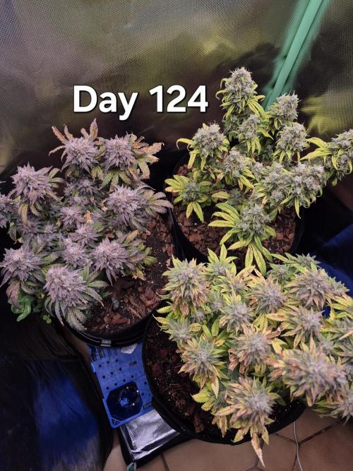 3 Strains: Royal Gorilla, Haze, CRB. Week 17