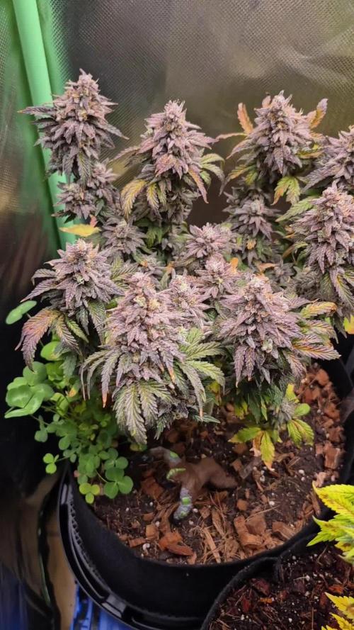 3 Strains: Royal Gorilla, Haze, CRB