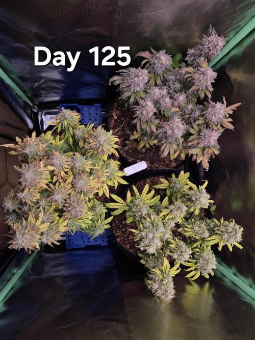 3 Strains: Royal Gorilla, Haze, CRB. Week 17