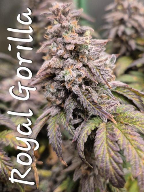3 Strains: Royal Gorilla, Haze, CRB. Week 18