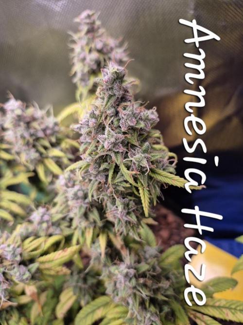 3 Strains: Royal Gorilla, Haze, CRB. Week 18