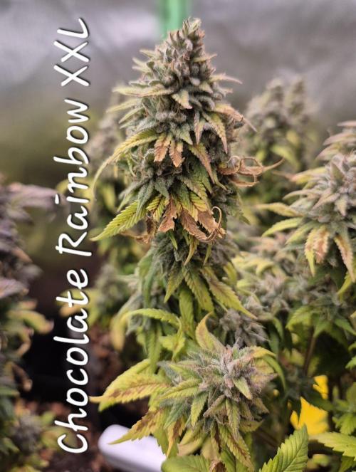 3 Strains: Royal Gorilla, Haze, CRB. Week 18