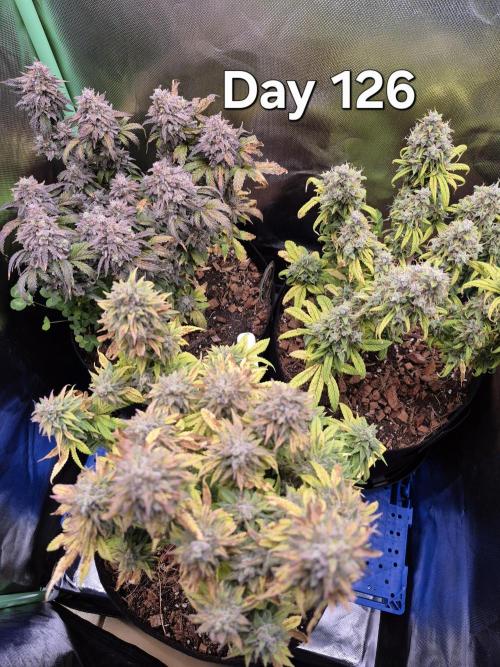 3 Strains: Royal Gorilla, Haze, CRB. Week 18