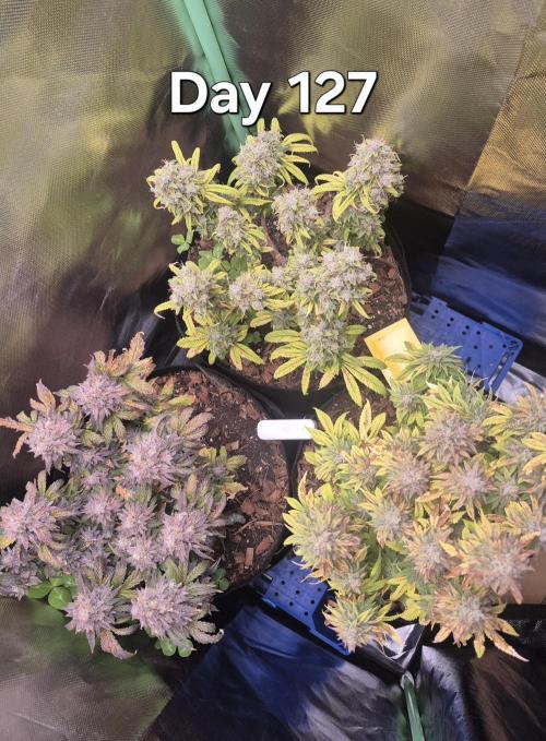 3 Strains: Royal Gorilla, Haze, CRB. Week 18