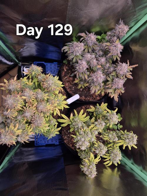 3 Strains: Royal Gorilla, Haze, CRB. Week 18