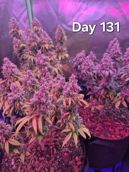 3 Strains: Royal Gorilla, Haze, CRB. Week 18 - Der letzte Tag mit Licht