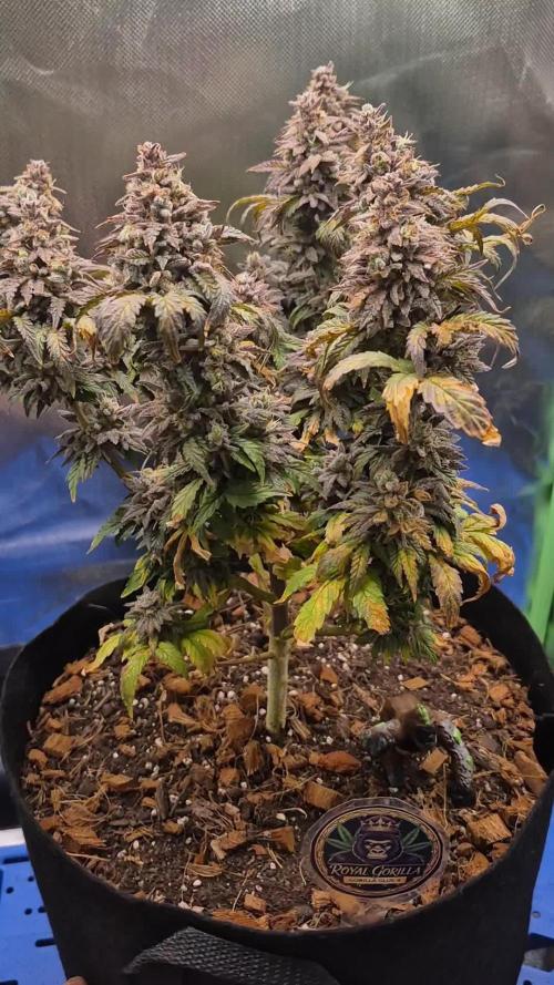 3 Strains: Royal Gorilla, Haze, CRB
