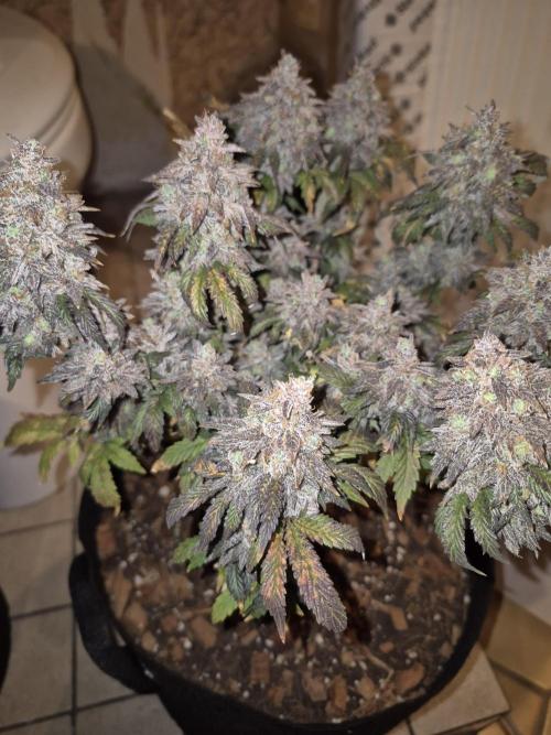 3 Strains: Royal Gorilla, Haze, CRB. Week 19