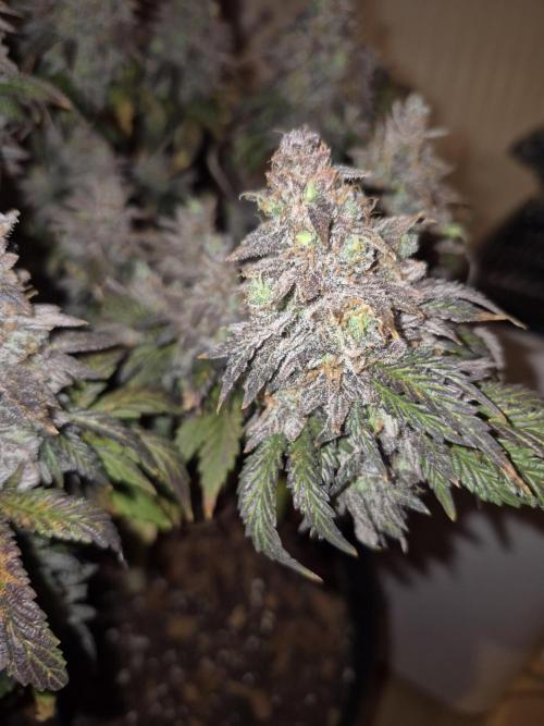 3 Strains: Royal Gorilla, Haze, CRB. Week 19