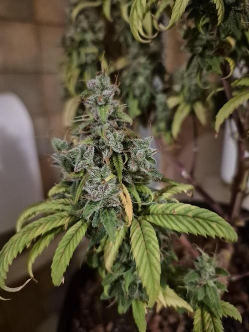 3 Strains: Royal Gorilla, Haze, CRB. Week 19