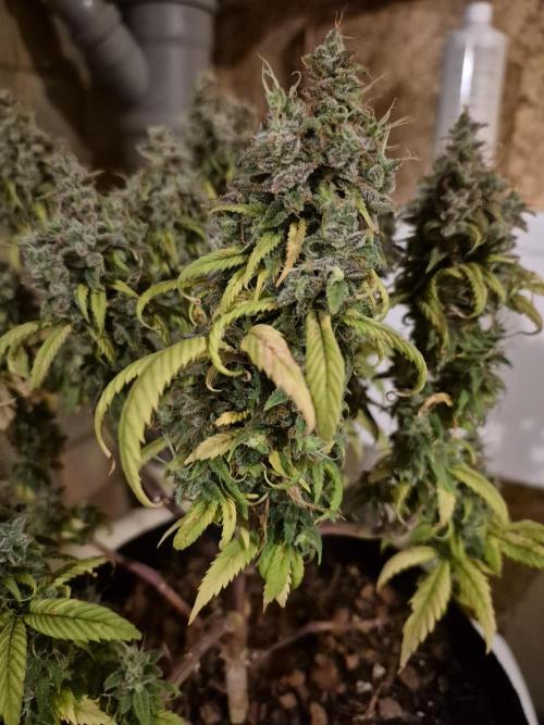 3 Strains: Royal Gorilla, Haze, CRB. Week 19