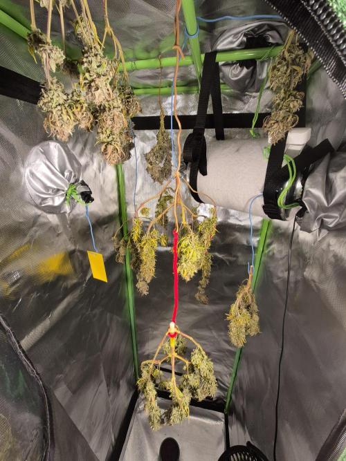 3 Strains: Royal Gorilla, Haze, CRB. Week 19