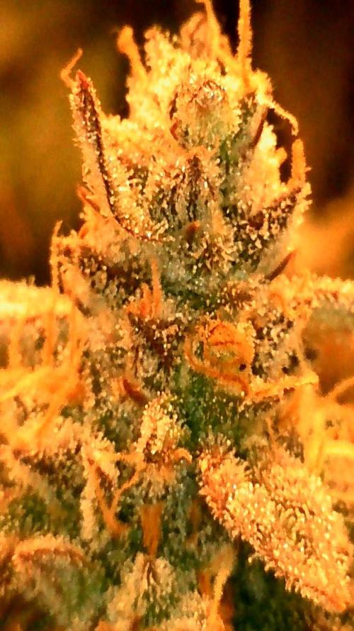3 Strains: Royal Gorilla, Haze, CRB. Week 19