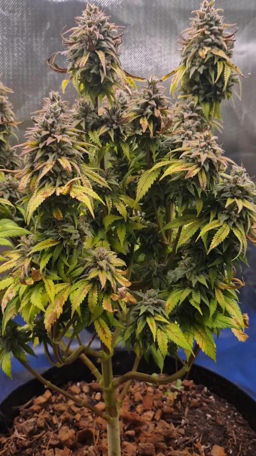3 Strains: Royal Gorilla, Haze, CRB
