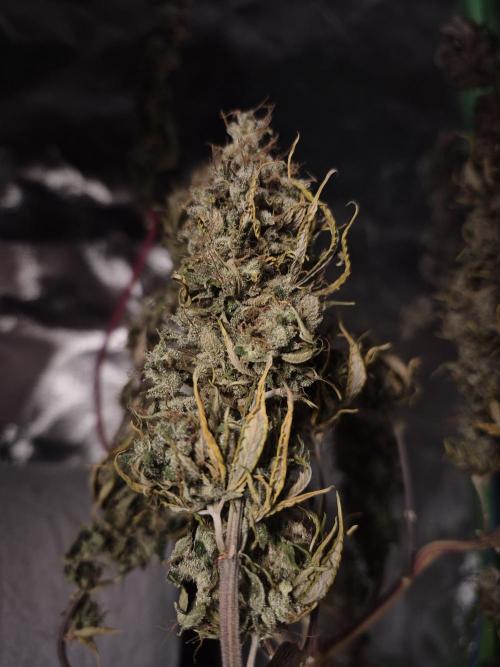 3 Strains: Royal Gorilla, Haze, CRB. Week 19