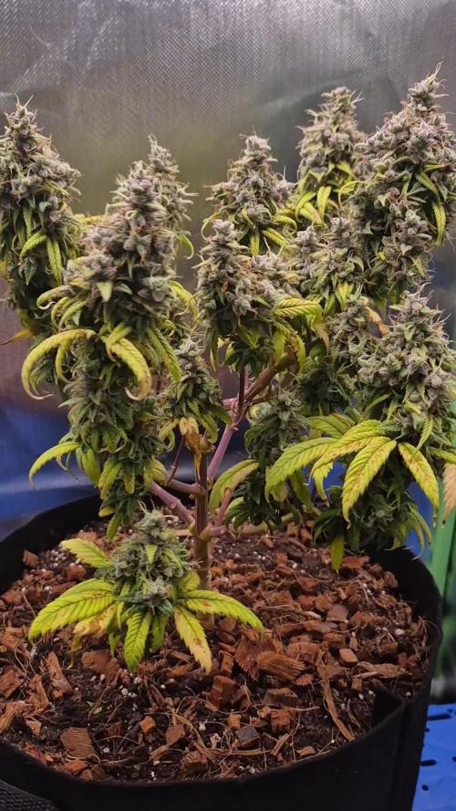 3 Strains: Royal Gorilla, Haze, CRB