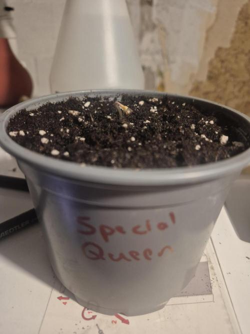 Special Queen Outdoor. Week 0