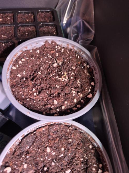 Special Queen Outdoor. Week 0