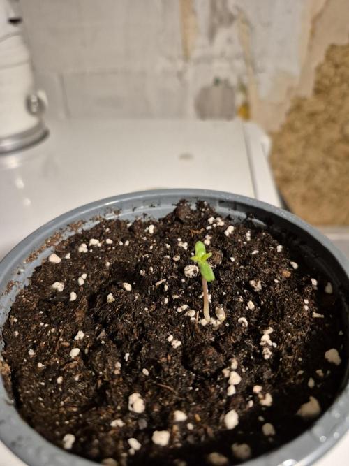 Special Queen Outdoor. Week 1