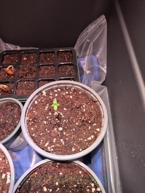 Special Queen Outdoor. Week 1