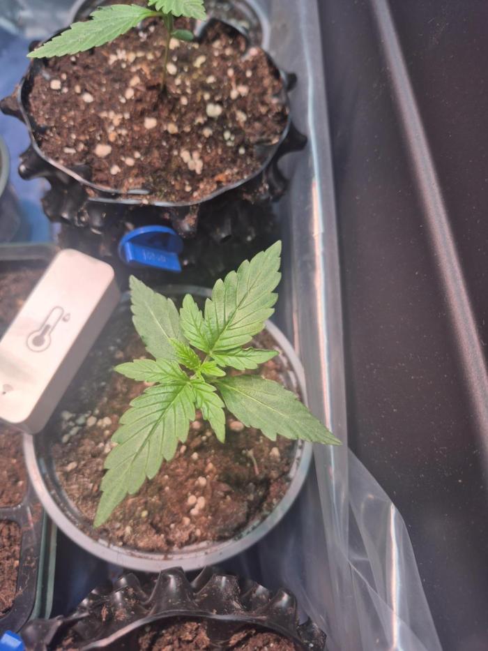 Special Queen Outdoor. Week 2