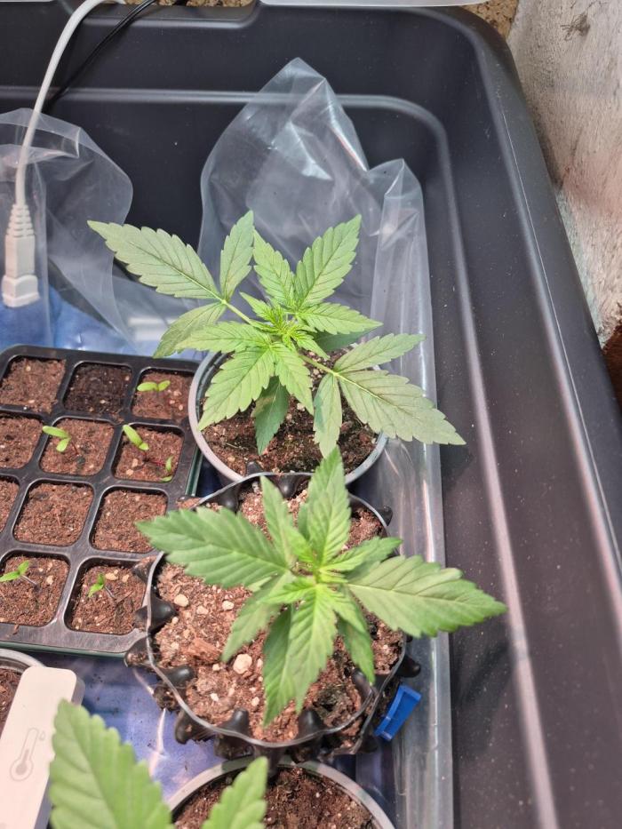 Special Queen Outdoor. Week 3