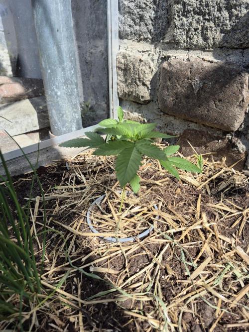 Special Queen Outdoor. Week 4