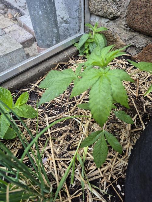 Special Queen Outdoor. Week 4