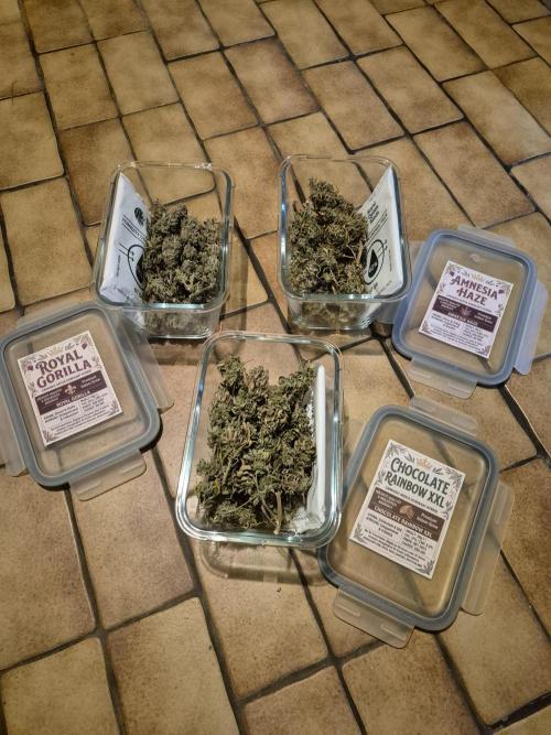 3 Strains: Royal Gorilla, Haze, CRB. Week 19