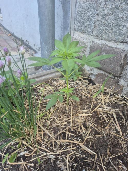 Special Queen Outdoor. Week 5