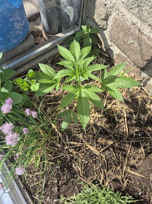 Special Queen Outdoor. Week 5