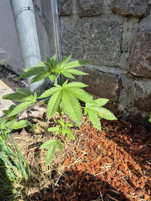 Special Queen Outdoor. Week 5
