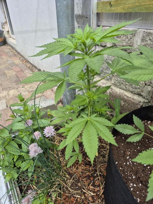 Special Queen Outdoor. Week 6